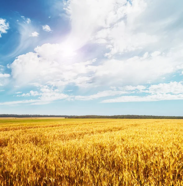 Beautiful View Field Blue Sky Sunny Day Dramatic Picturesque Scene — Stock Photo, Image