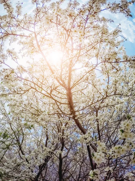 Fantastik Elma Bahçesi Güneş Işığıyla Aydınlatılır Nisan Meyve Ağacı Resimli — Stok fotoğraf