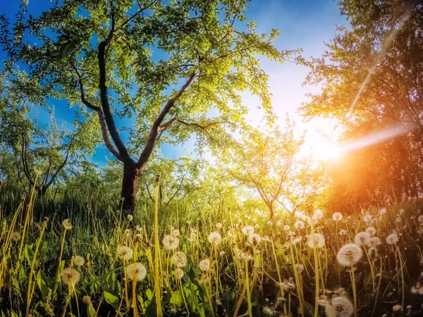 Fantastický Jablečný Sad Ozářen Sluncem Modrou Oblohou Malebná Nádherná Scéna — Stock fotografie