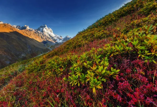 Fantastische Schneegipfel Des Ushba Morgenlicht Dramatische Und Malerische Szene Standort — Stockfoto