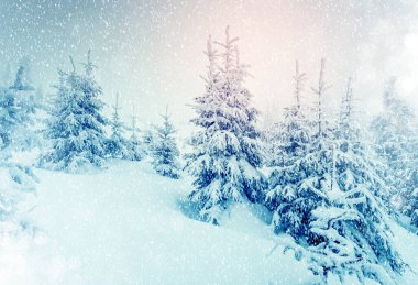 Sabahları güneş ışığıyla parlayan görkemli bir manzara. Resimli kış manzarası. Carpathian Ulusal Parkı, Ukrayna, Avrupa. Kayak merkezi. Güzellik dünyası. Instagram tonlama etkisi. Mutlu yıllar.!