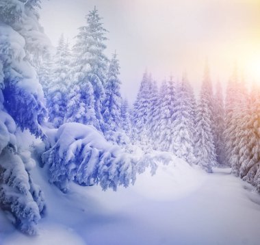 Sabahları güneş ışığıyla parlayan görkemli kış manzarası. Dramatik kış sahnesi. Karpatlar 'ın yeri, Ukrayna, Avrupa. Güzellik dünyası. Bokeh ışık efekti, yumuşak filtre. Instagram tonlama efekti.