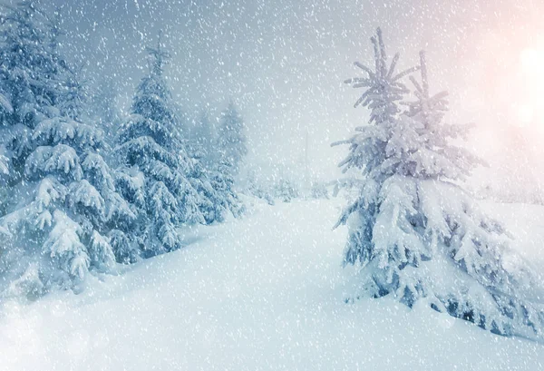 Majestosa Paisagem Brilhando Pela Luz Sol Pela Manhã Cena Invernal — Fotografia de Stock