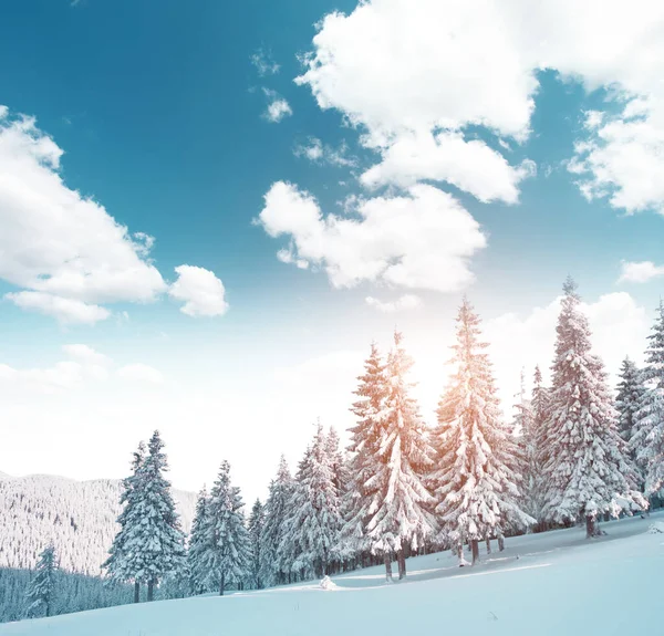 Majestueuze Winterlandschap Gloeiende Door Zonlicht Ochtend Dramatische Winterse Scène Locatie — Stockfoto