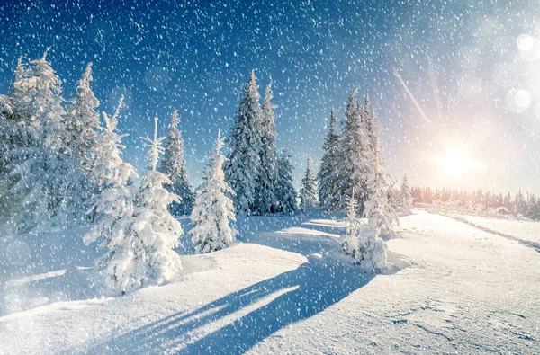 雄伟的风景在早晨阳光的照耀下闪闪发光 风景如画的冬季场景 欧洲乌克兰喀尔巴阡山国家公园 滑雪胜地 美丽的世界安装调音效果 新年快乐 — 图库照片