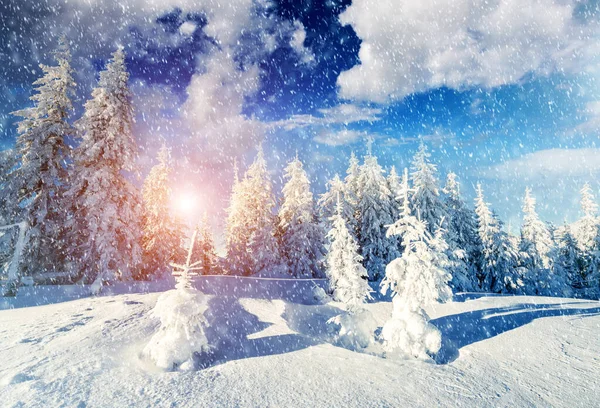 午前中に太陽の光で輝く雄大な風景 絵のように美しい冬のシーン 場所カルパチア国立公園 ウクライナ ヨーロッパ スキー場 美の世界 Instagramのトーン効果 明けましておめでとうございます — ストック写真