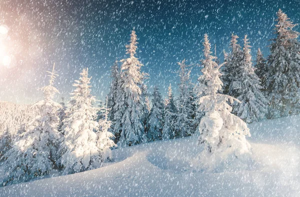 雄伟的风景在早晨阳光的照耀下闪闪发光 戏剧化的冬季场景 欧洲乌克兰喀尔巴阡山国家公园 滑雪胜地 美丽的世界安装调音效果 新年快乐 — 图库照片
