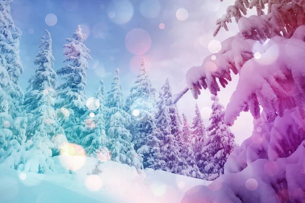 绚丽的冬季景色在早晨阳光的照耀下闪闪发光 戏剧化的冬季场景 欧洲乌克兰喀尔巴阡山 美丽的世界Bokeh光效果 软过滤器 Instagram调音效果 — 图库照片