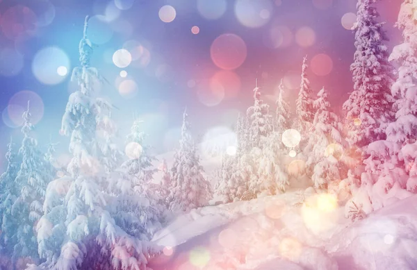 Majestueuze Winterlandschap Gloeien Door Zonlicht Ochtend Dramatische Winterse Scène Locatie — Stockfoto
