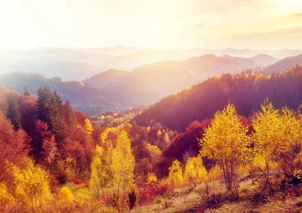 Majestätische Bäume Mit Sonnigen Balken Gebirgstal Dramatische Und Malerische Morgenszene — Stockfoto