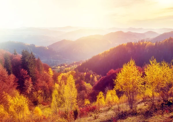 Majestuosos Árboles Con Vigas Soleadas Valle Montaña Escena Matutina Dramática — Foto de Stock