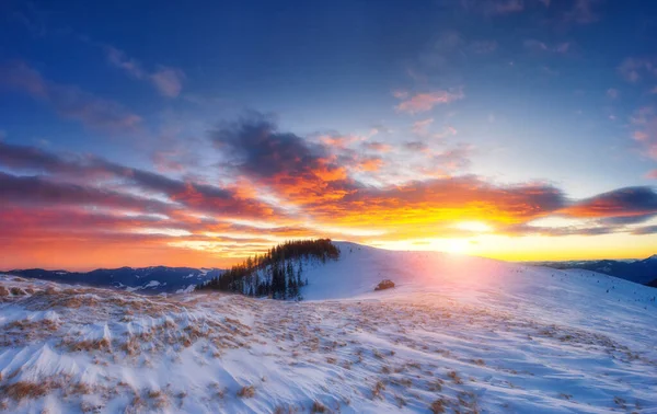 Güneş Işığıyla Parlayan Görkemli Kış Ağaçları Dramatik Pitoresk Bir Kış — Stok fotoğraf