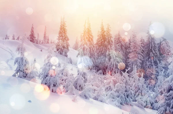 Majestic Winter Landscape Glowing Sunlight Morning Dramatic Wintry Scene Location — Stock Photo, Image