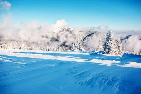 太陽の光で輝く雄大な冬の木 劇的な冬のシーン 場所カルパチア国立公園 ウクライナ ヨーロッパ アルプススキー場 美の世界 Instagramの青のトーン効果 明けましておめでとうございます — ストック写真