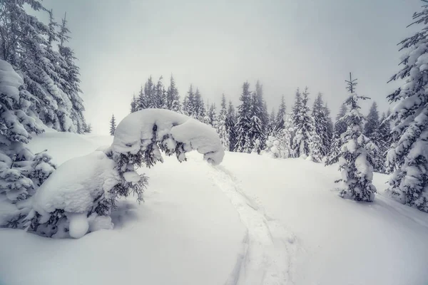 Majestuoso Paisaje Invernal Tiempo Niebla Escena Invernal Dramática Ubicación Parque —  Fotos de Stock