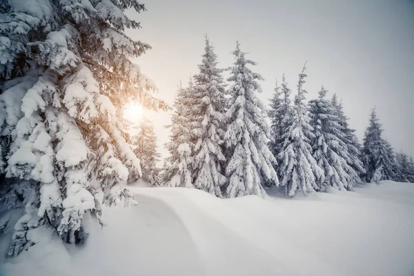 Majestic Landscape Glowing Sunlight Morning Dramatic Wintry Scene Location Carpathian — Stock Photo, Image