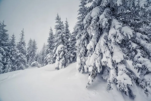 Majestätische Winterlandschaft Bei Nebligem Wetter Dramatische Winterliche Szene Standort Karpaten — Stockfoto