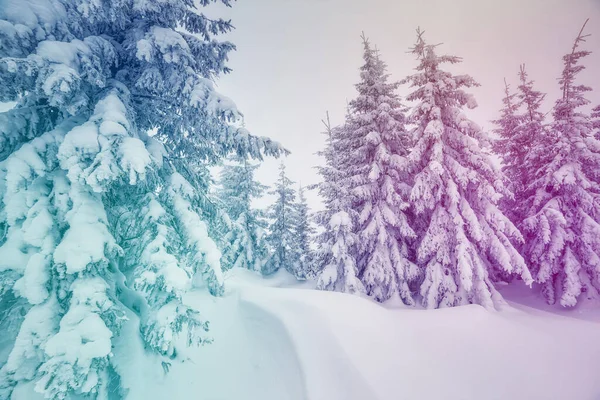 雄大な冬の風景は 朝太陽の光で輝きます 冬の劇的なシーン 場所カルパチア ウクライナ ヨーロッパ 美の世界 レトロやヴィンテージ スタイル ソフト — ストック写真