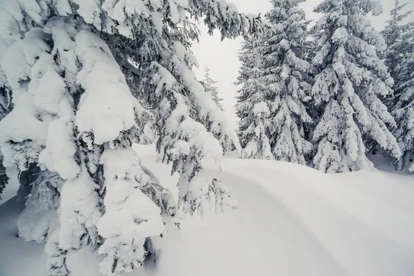 Majestátní Zimní Krajina Mlhavého Počasí Dramatická Zimní Scéna Lokalita Karpatský — Stock fotografie