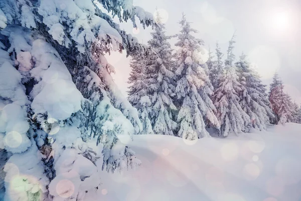 Majestätiskt Vinterlandskap Som Lyser Solljus Morgonen Dramatisk Vintrig Scen Plats — Stockfoto