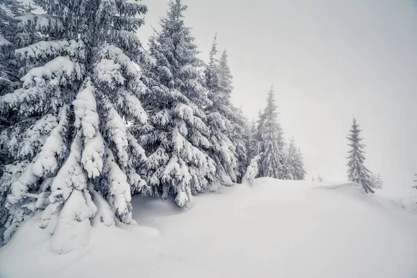 霧の多い天候の中で壮大な冬の風景 劇的な冬のシーン 場所カルパチア国立公園 ウクライナ ヨーロッパ スキー場 美の世界 Instagramのトーン効果 明けましておめでとうございます — ストック写真