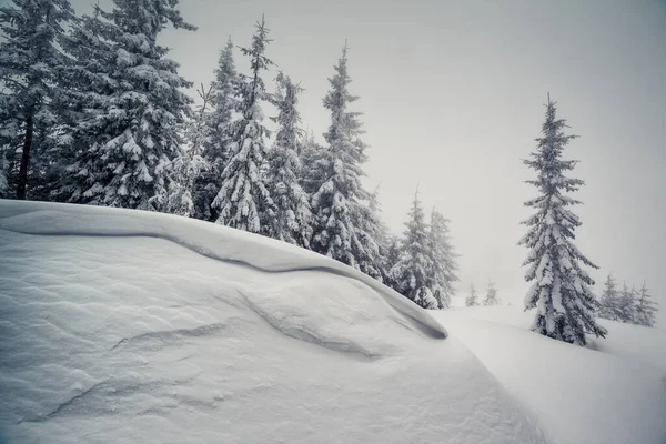 Majestic Winter Landscape Foggy Weather Dramatic Wintry Scene Location Carpathian — Stock Photo, Image