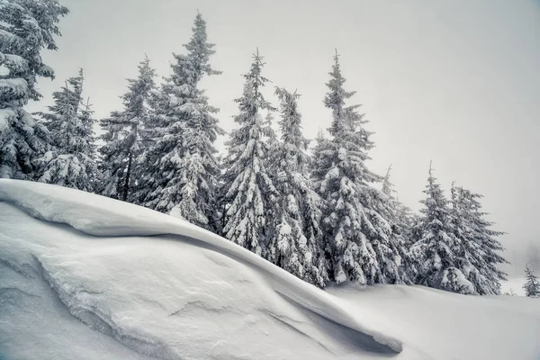 Majestuoso Paisaje Invernal Tiempo Niebla Escena Invernal Dramática Ubicación Parque —  Fotos de Stock