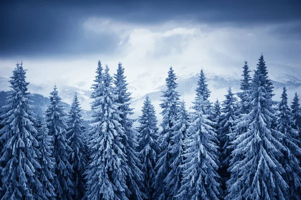 Dramatic Wintry Landscape Picturesque Gorgeous Scene Location Place Carpathian National — Stock Photo, Image