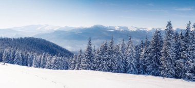 Güneş ışığıyla parlayan görkemli kış ağaçları. Dramatik kış sahnesi. Carpathian Ulusal Parkı, Ukrayna, Avrupa. Alpler kayak merkezi. Güzellik dünyası. Instagram tonlama etkisi. Mutlu yıllar.!