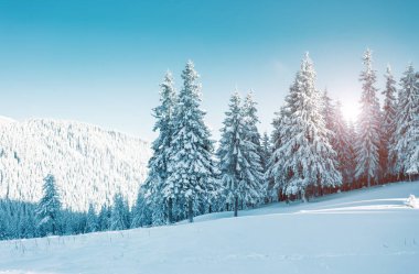 Güneş ışığıyla parlayan görkemli kış ağaçları. Dramatik kış sahnesi. Carpathian Ulusal Parkı, Ukrayna, Avrupa. Alpler kayak merkezi. Güzellik dünyası. Instagram tonlama etkisi. Mutlu yıllar.!