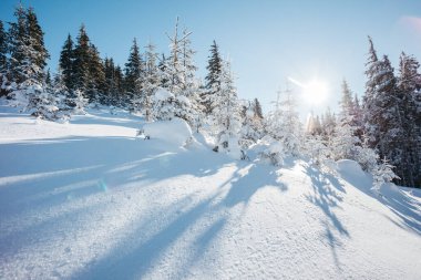 Güneş ışığıyla parlayan görkemli kış ağaçları. Dramatik kış sahnesi. Carpathian Ulusal Parkı, Ukrayna, Avrupa. Alpler kayak merkezi. Güzellik dünyası. Mavi tonlama etkisi. Mutlu yıllar.!