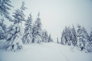 Muhteşem kış manzarası. Dramatik kış sahnesi. Carpathian Ulusal Parkı, Ukrayna, Avrupa. Kayak merkezi. Güzellik dünyası. Instagram tonlama etkisi. Mutlu yıllar.!