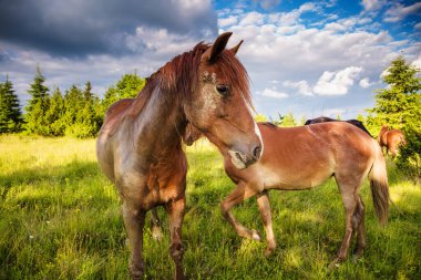 Kirli atlar, güneş tarafından aydınlatılan çayırlarda otluyor. Resimli ve muhteşem bir sahne. Mekan Karpatlar, Ukrayna, Avrupa. Güzellik dünyası.