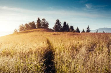 Güneş ışığıyla parlayan Alp Vadisi 'nin harika manzarası. Resim gibi ve muhteşem bir sabah sahnesi. Popüler turist eğlencesi. Mekan Karpatlar, Ukrayna, Avrupa. Sanatsal resim. Güzellik dünyası