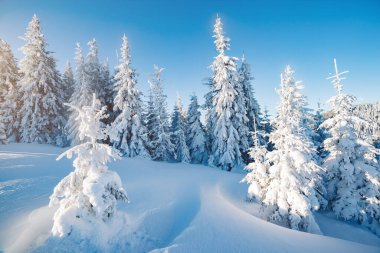 Güneş ışığıyla parlayan görkemli kış ağaçları. Resimli ve muhteşem kış manzarası. Ukrayna, Avrupa 'daki Karpatlar Milli Parkı' nda. Alpler kayak merkezi. Güzellik dünyası. Mavi tonlama. Mutlu yıllar.!