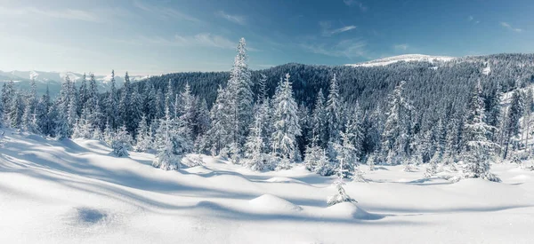 Majestuosos Árboles Invierno Brillando Por Luz Del Sol Escena Invernal —  Fotos de Stock