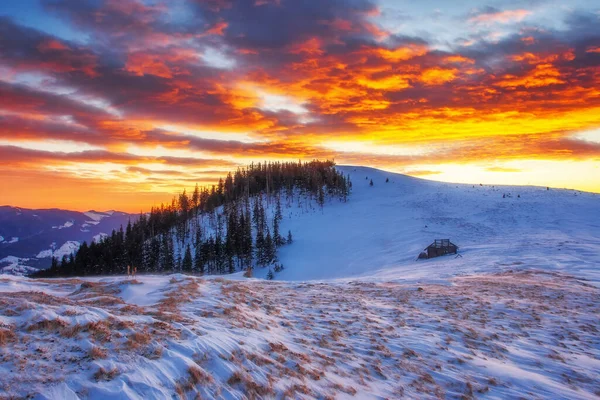 美丽的冬树在阳光下闪闪发光 戏剧化和风景如画的晨冬场景 欧洲乌克兰喀尔巴阡山国家公园 美丽的世界暖色调的效果 新年快乐 — 图库照片