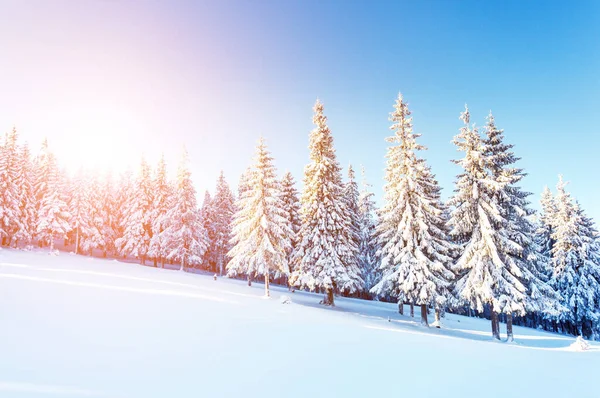 Majestuosos Árboles Invierno Brillando Por Luz Del Sol Escena Invernal —  Fotos de Stock