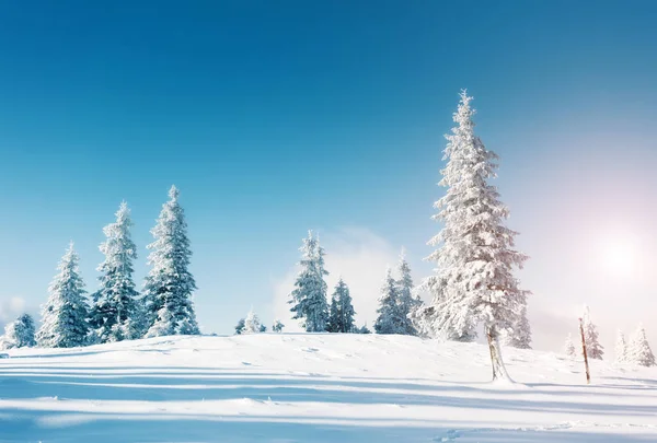 美丽的冬树在阳光下闪闪发光 戏剧化的冬季场景 欧洲乌克兰喀尔巴阡山国家公园 阿尔卑斯山滑雪胜地 美丽的世界安装调音效果 新年快乐 — 图库照片