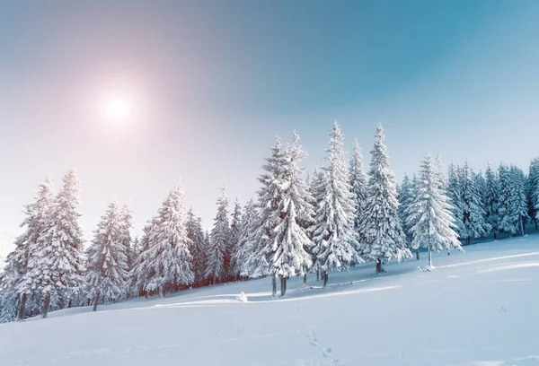 Majestosas Árvores Inverno Brilhando Luz Sol Cena Invernal Dramática Localização — Fotografia de Stock