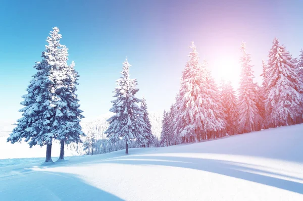 Majestatyczne Zimowe Drzewa Świecące Światłem Słonecznym Dramatyczna Scena Miejsce Lokalizacji — Zdjęcie stockowe