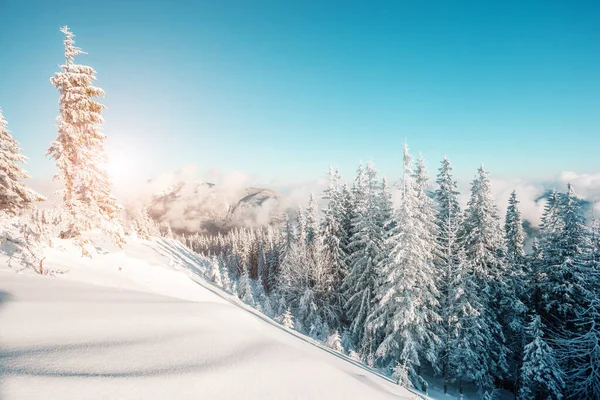太陽の光で輝く幻想的な冬の木 劇的な冬のシーン 場所カルパチア国立公園 ウクライナ ヨーロッパ アルプススキー場 美の世界 Instagramの青のトーン効果 明けましておめでとうございます — ストック写真