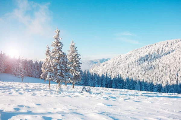Фантастичні Зимові Дерева Світяться Від Сонячного Світла Драматична Зимова Сцена — стокове фото
