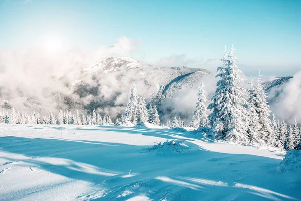 美丽的冬树在阳光下闪闪发光 戏剧化的冬季场景 欧洲乌克兰喀尔巴阡山国家公园 阿尔卑斯山滑雪胜地 美丽的世界安装蓝色色调效果 新年快乐 — 图库照片