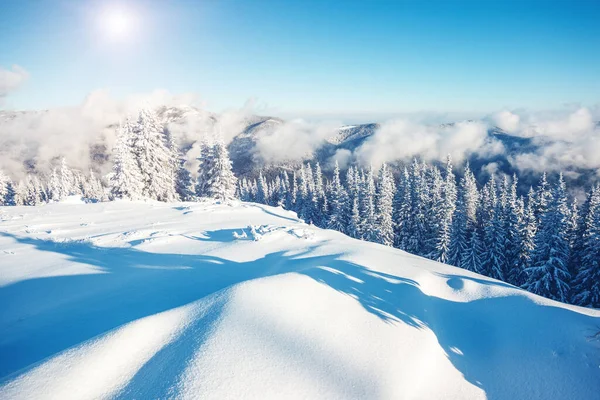 Árvores Inverno Fantásticas Brilhando Luz Sol Cena Invernal Dramática Localização — Fotografia de Stock