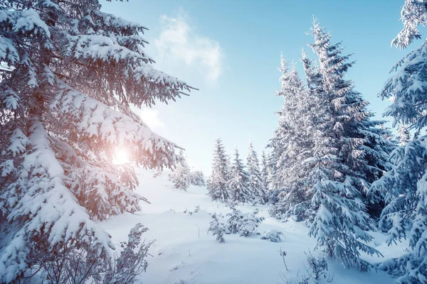 太陽の光で輝く幻想的な冬の木 劇的な冬のシーン 場所カルパチア国立公園 ウクライナ ヨーロッパ アルプススキー場 美の世界 Instagramの青のトーン効果 明けましておめでとうございます — ストック写真