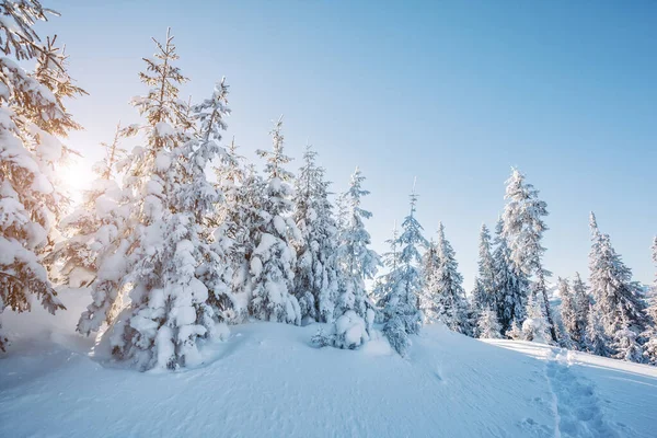 太陽の光で輝く雄大な冬の木 劇的な冬のシーン 場所カルパチア国立公園 ウクライナ ヨーロッパ アルプススキー場 美の世界 ブルートーニング効果 明けましておめでとうございます — ストック写真