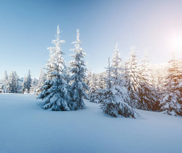 Majestatyczne Zimowe Drzewa Świecące Światłem Słonecznym Dramatyczna Scena Miejsce Lokalizacji — Zdjęcie stockowe