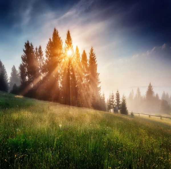 夕暮れ時に暖かい日差しの中で丘を咲かせる幻想的な一日 劇的で絵のような朝のシーン カルパティア ウクライナ ヨーロッパ 芸術作品 美の世界 ソフトフィルター効果 — ストック写真