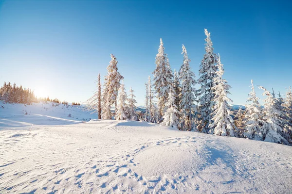 太陽の光で輝く雄大な冬の木 絵のように豪華な冬のシーン 場所カルパティア国立公園 ウクライナ ヨーロッパ アルプススキー場 美の世界 ブルー トニング 明けましておめでとうございます — ストック写真